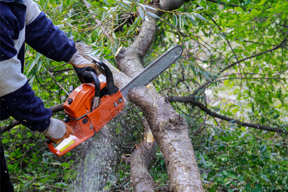 Trees Overhanging Your Rental Property?