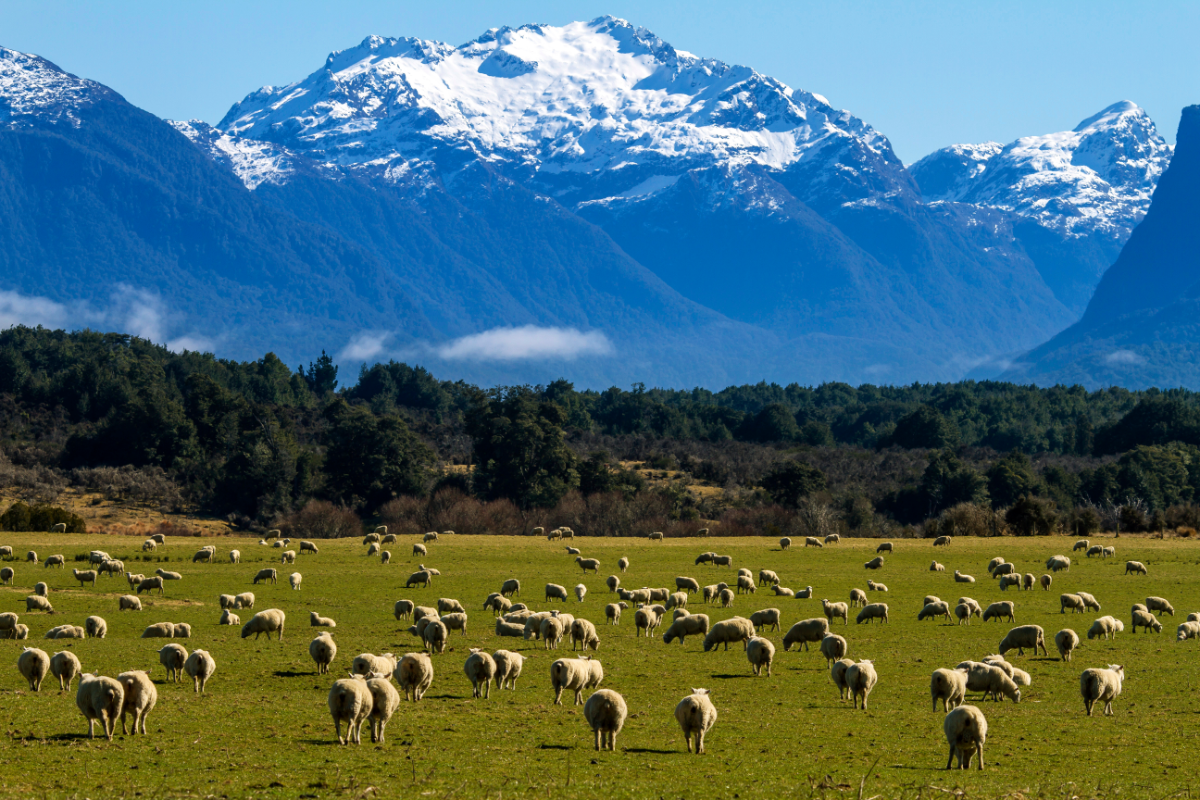 Sheepdogs, Horses And People